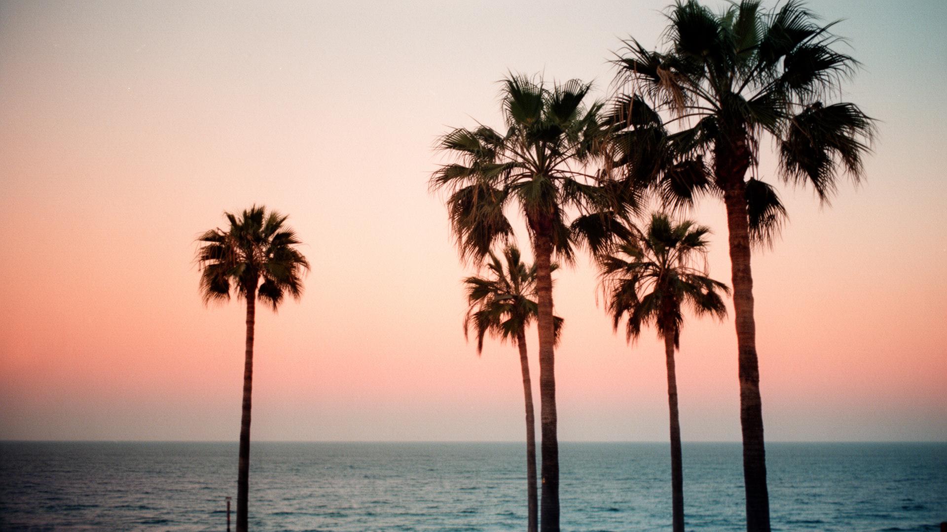 Palm-lined South Florida setting reflecting the firm's local roots